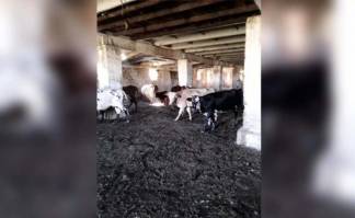 Штрафстоянки для бродячего скота работают в Актюбинской области