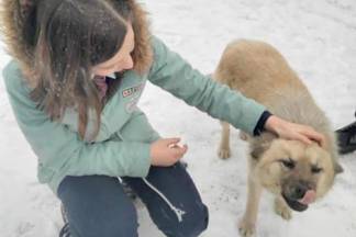 Талдыкорганская школьница реализует соцпроект по стерилизации бездомных животных