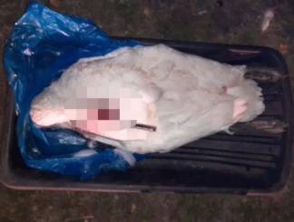 Убитого лебедя обнаружили в багажнике у североказахстанца