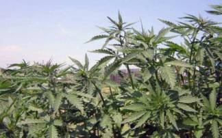 В Каргалинском на огороде выращивали марихуану