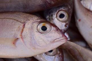 В прокуратуре Акмолинской области обеспокоены торговлей рыбой из водоема c нечистотами