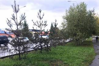 Власти Петропавловска пообещали поменять подход к озеленению города