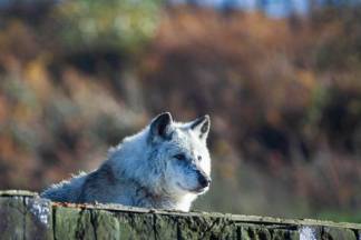 Волки загрызли 170 голов скота в приграничных районах ВКО